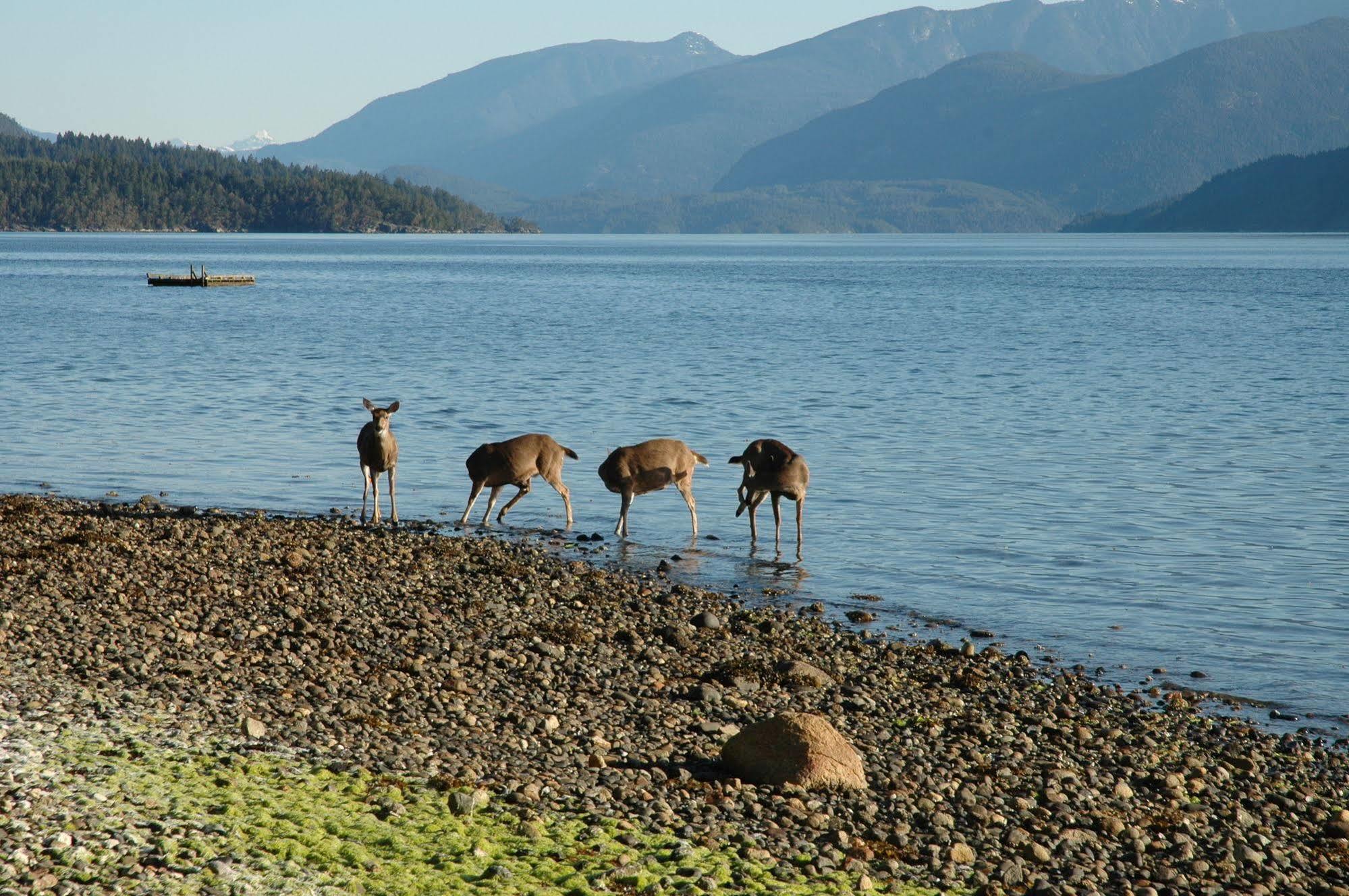 At The Shore Bed And Breakfast Sechelt Kültér fotó