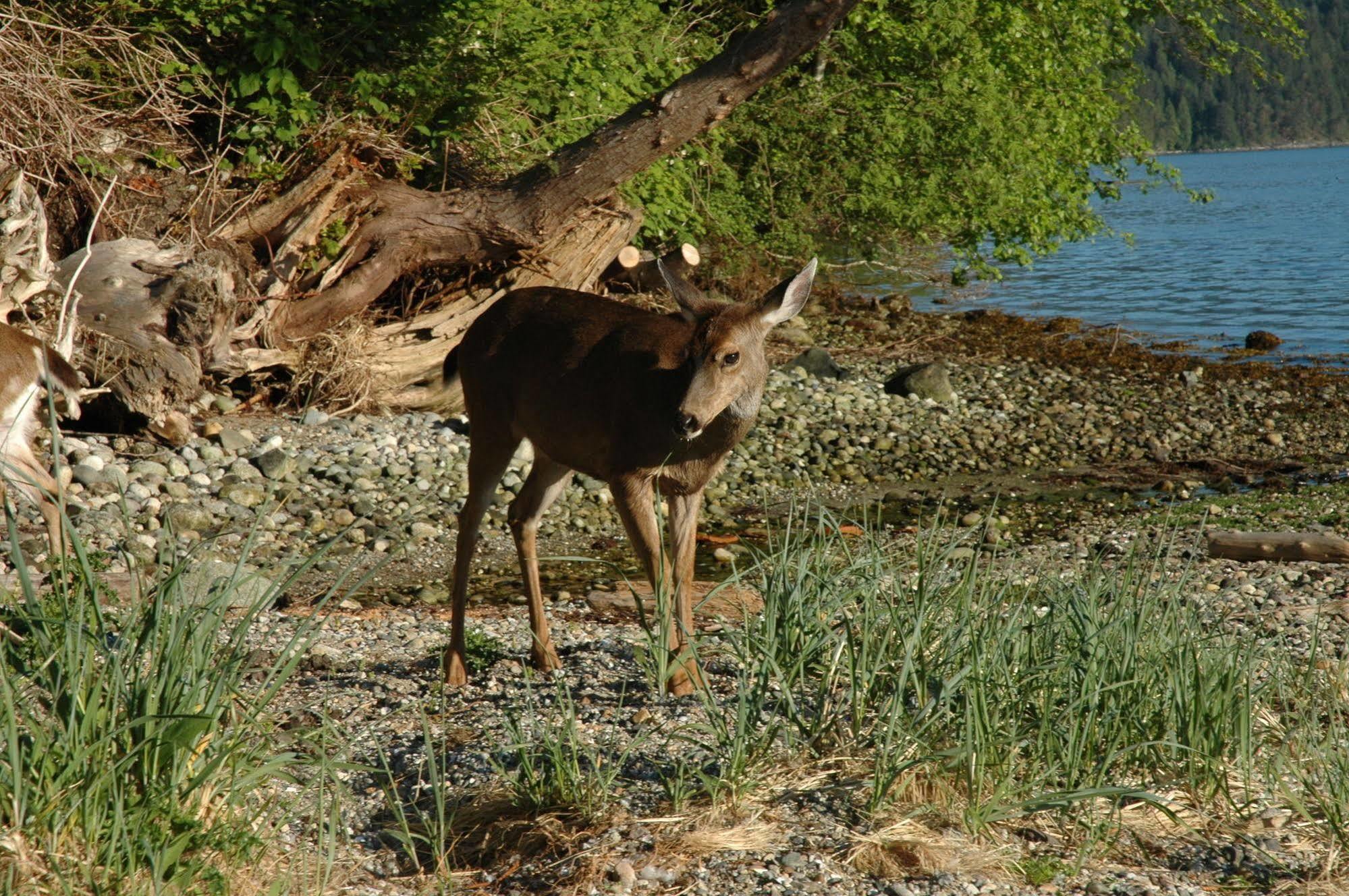 At The Shore Bed And Breakfast Sechelt Kültér fotó